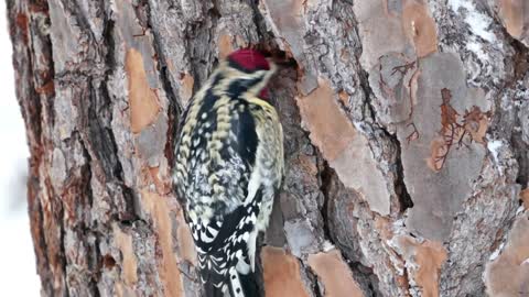 Sweet lovely Small Bird video