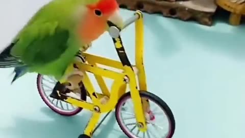 Parrot smart show 😂