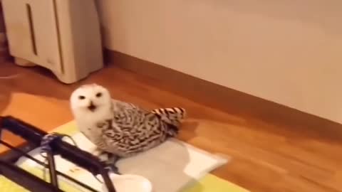 Cute is shy or smiling.