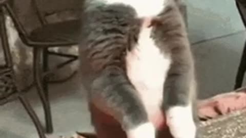 Cute Cat Gif