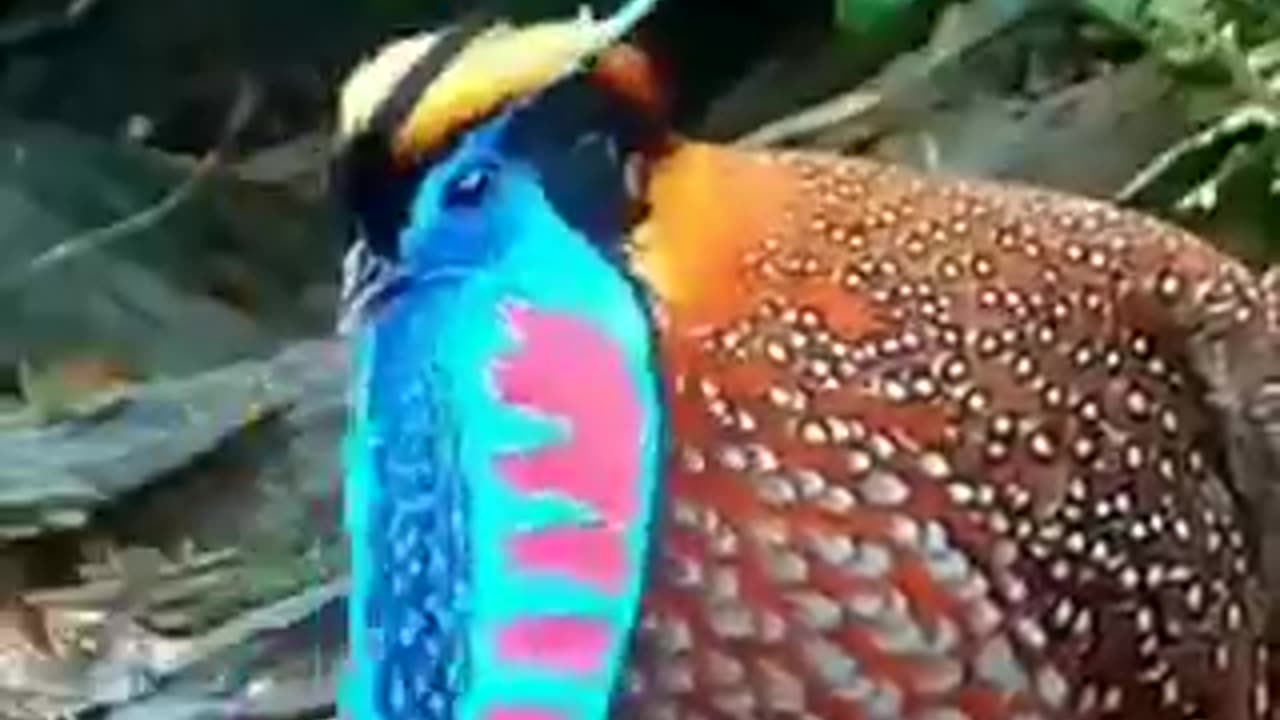 #Birds#