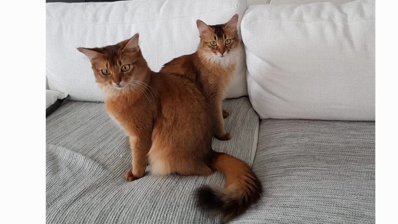 Somali Cat 101 : Breed & Personality