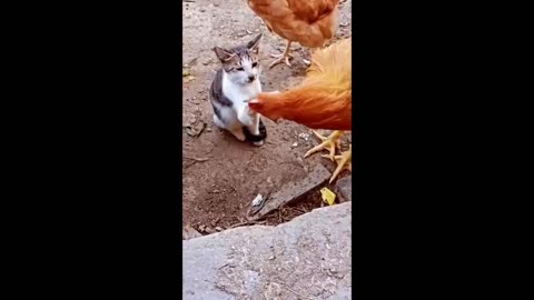 Funny animal video