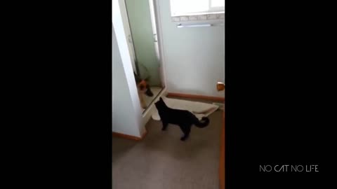 Cute cats and dogs compilation #1