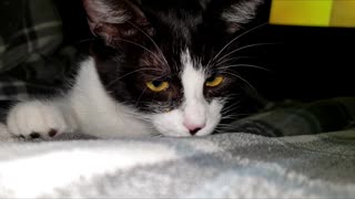 Adorable kitten discovers lint😂