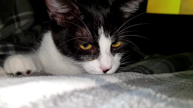 Adorable kitten discovers lint😂