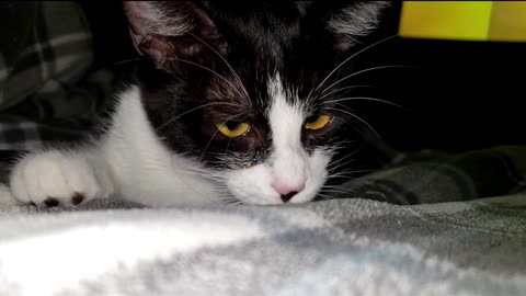 Adorable kitten discovers lint😂