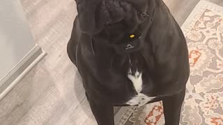 Good Boy Gabe's Got Gas