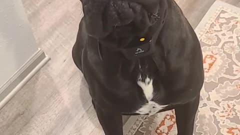 Good Boy Gabe's Got Gas