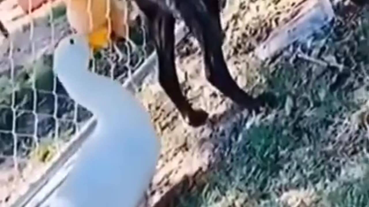 FirstFunny || NEW FUNNY FAILS || TRY NOT TO LAUGH || 🤣🤣😅😅