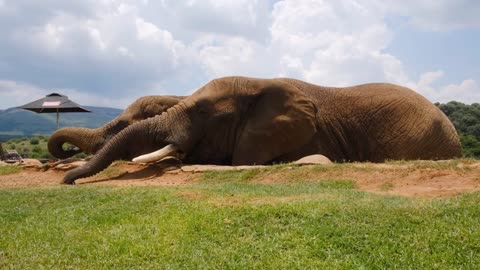 Elephants help themselves