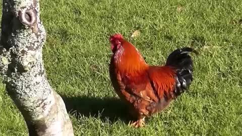 Rooster Crowing Compilation Plus - Rooster crowing sounds Effect 2016