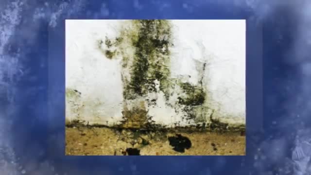 Best Mold Inspection NJ
