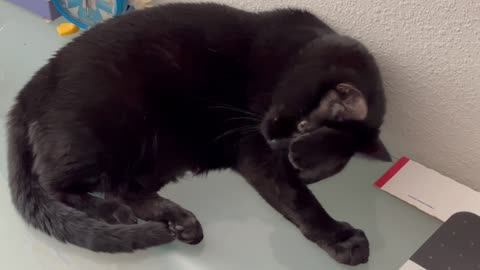 Adopting a Cat from a Shelter Vlog - Cute Precious Piper Does Her Version of Putting on Make Up