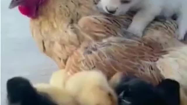 Cute Animals _ Funny Animal Videos _ Cute Animal Videos _ So Cute Dog 23 😘 #shorts