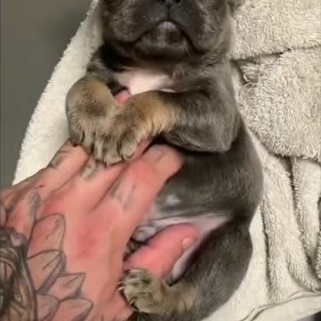 Very Cute Baby Dog Taking a Bath - Tiktok Dogs (Funny Animals #394)