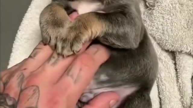 Very Cute Baby Dog Taking a Bath - Tiktok Dogs (Funny Animals #394)