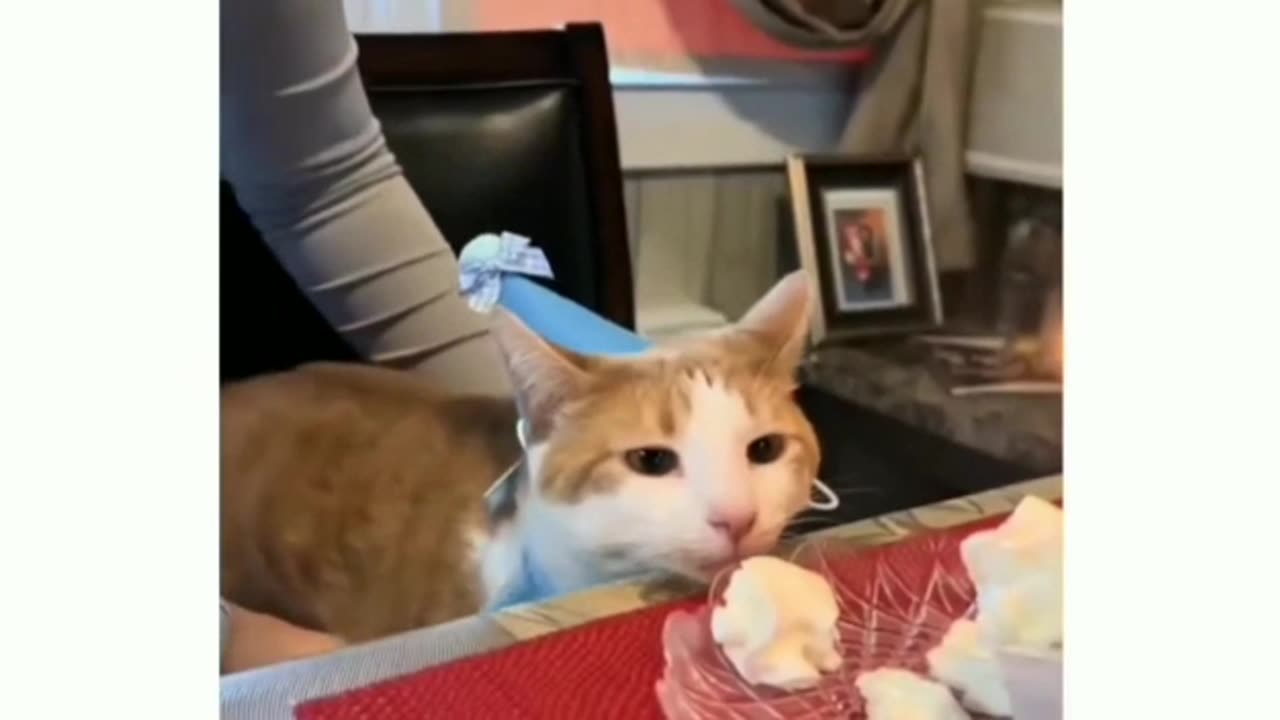 Funny videos cat birthday