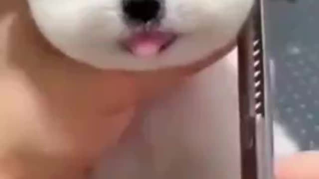 Most popular funny pet video