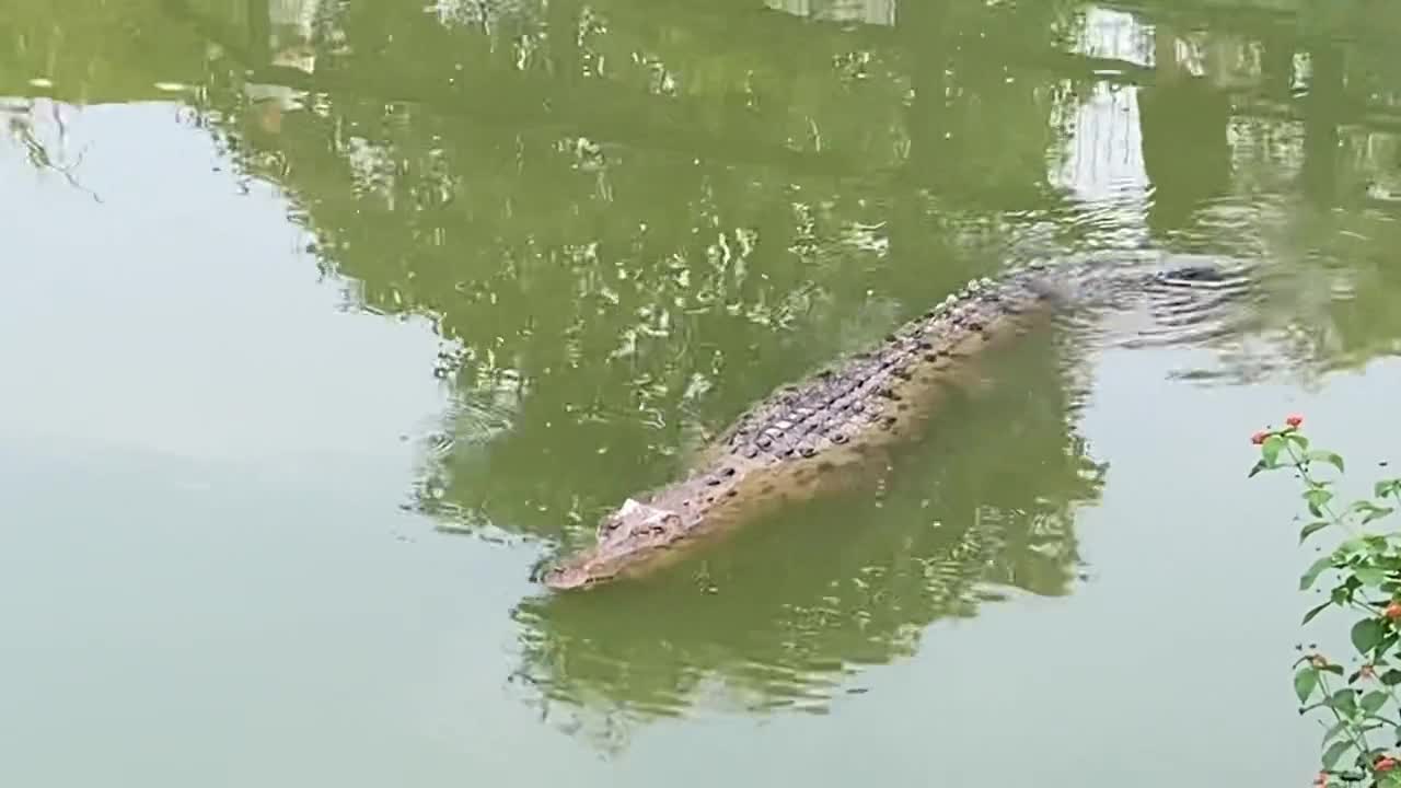 alligators