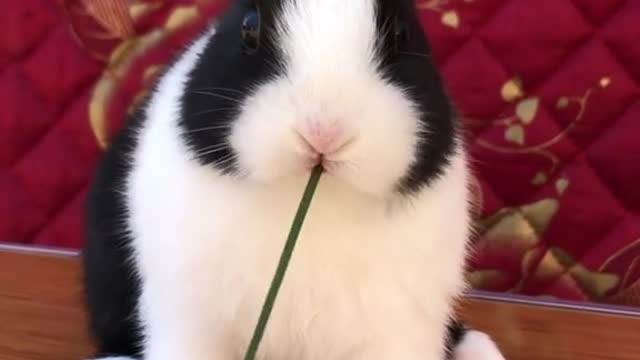 Foodie cute pet