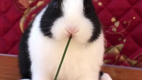 Foodie cute pet