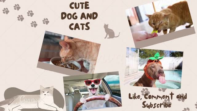 Funny Animal Videos 2022 😂 - Funniest Cats And Dogs of The Week Videos 😺😍 #animals #funny