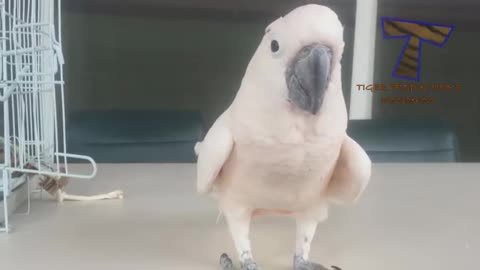 Animals most trending video