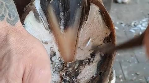 A man transform Horse 🐴 feet