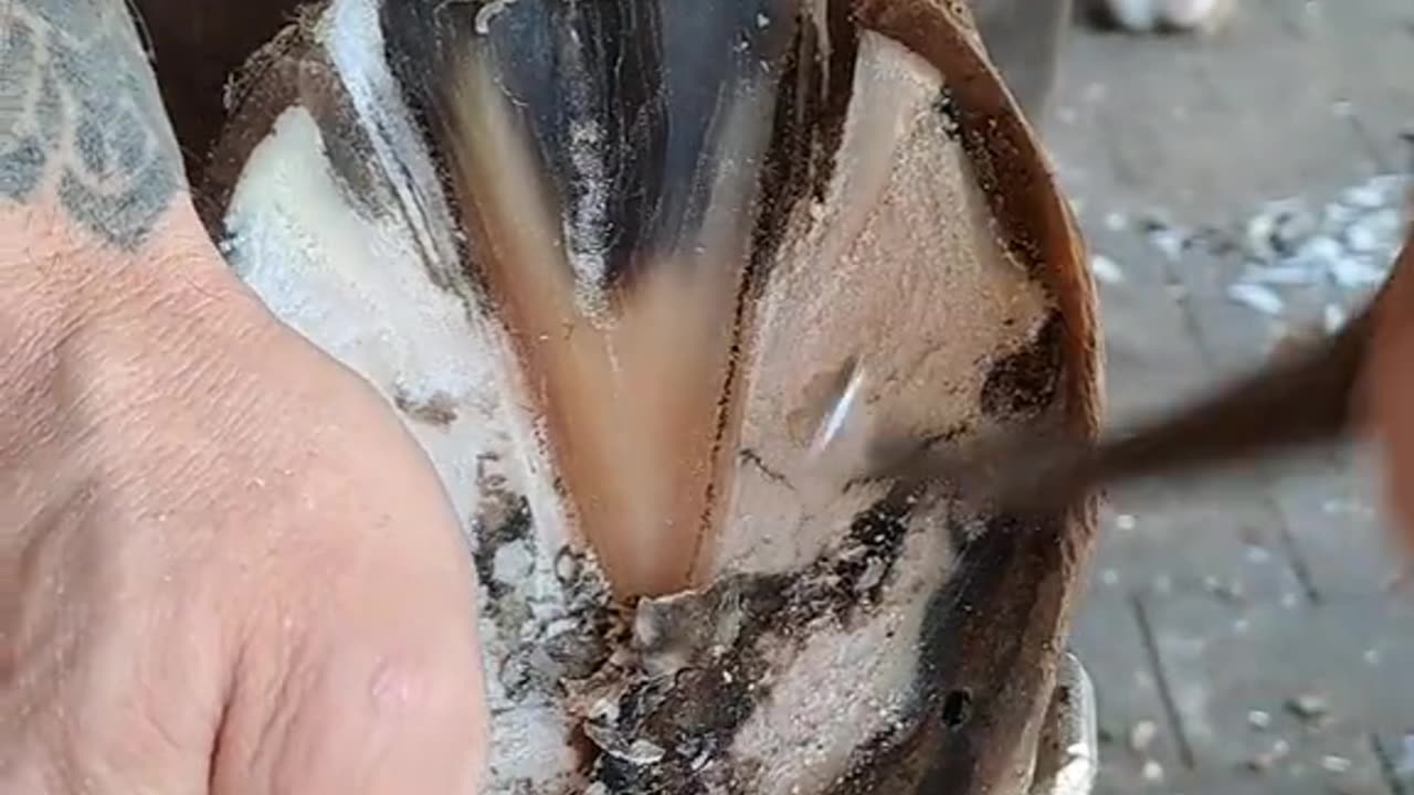 A man transform Horse 🐴 feet
