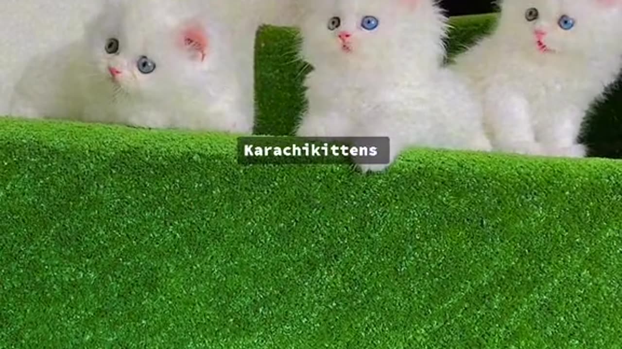 Funny cats playing || beautiful baby cats || cute animals