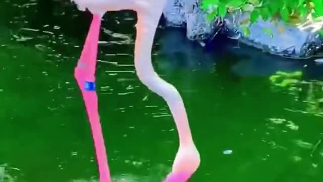 Flamingo Florida