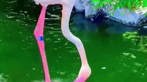 Flamingo Florida