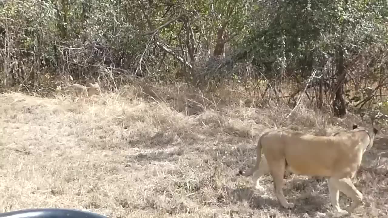 Mother buffalo takes down lion with surprising Ease to save his baby