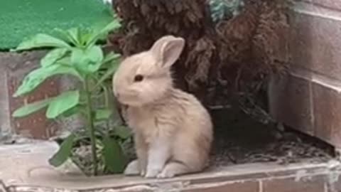 Cute Rabbit Gif 🐰