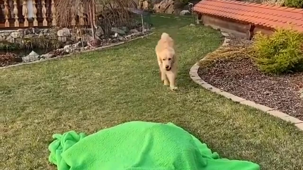 Tail-Wagging Comedy: Hilarious Dog Reactions & Mischievous Moments!