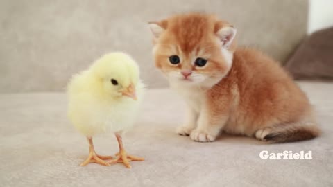 Kittens walk with a tiny chicken