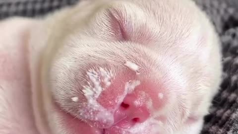 Puppy love and full bellies with a touch of Milk mustache