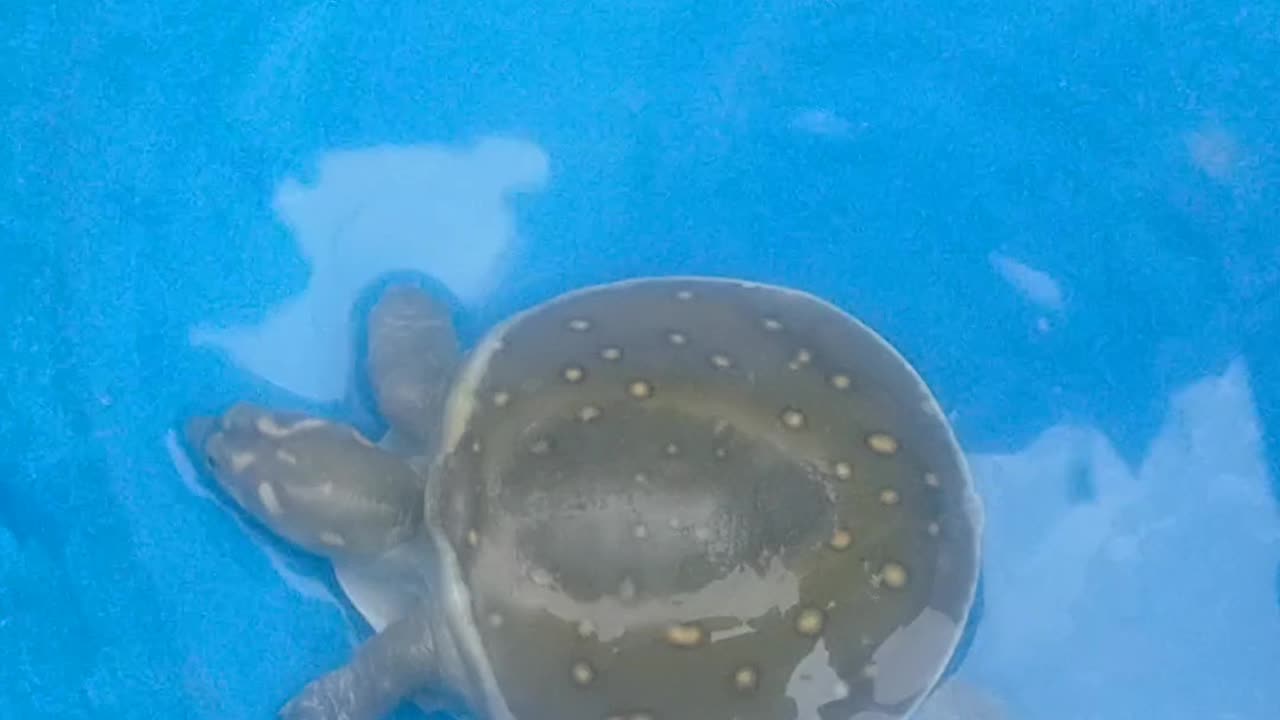 Little tortoise swimming bath