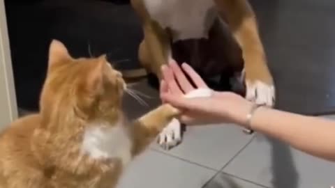 Cute dogs and cats