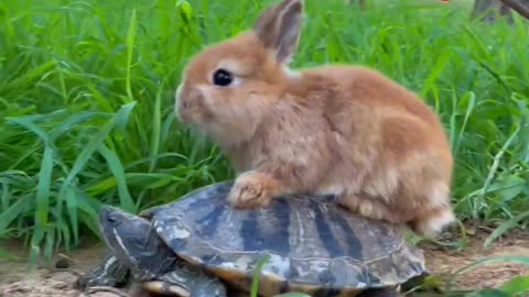 The little rabbit ride a Turtle