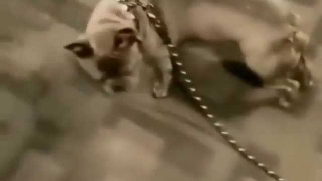 Funny dog video 😁😁😂