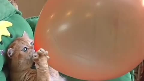 Cat funny video kids