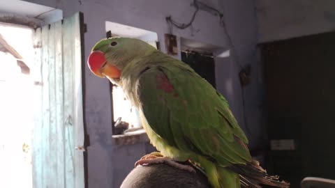 Mitthu visited Old Home 🏠 __ Mitthu & Roosy __ Male and Female Parrots