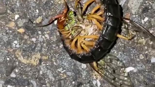 Every campers worst enemy, giant centipede