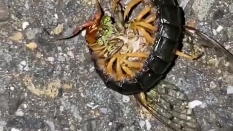 Every campers worst enemy, giant centipede