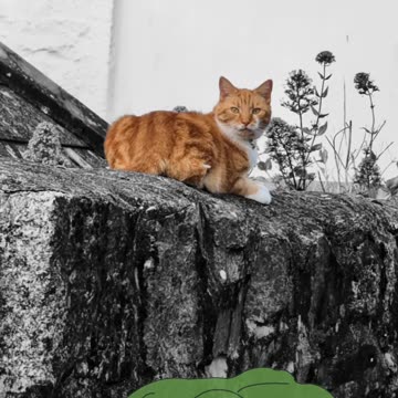 A golden-white starseed chilling amongst pink flowers 🌸