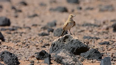 Birds of Saudi Arabia: Arabian Lark (Eremalauda eremodites)