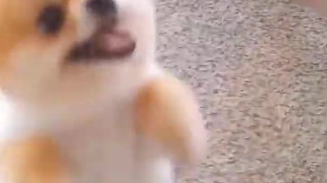 Funny Dog Videos - Cute Puppy Compilation