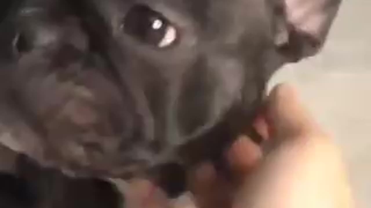 📹 5 signs that your dog doesn't love you